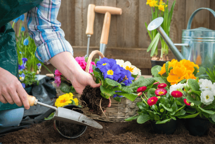 gardening tips for a summer bloom